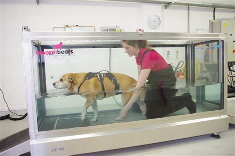 Canine Hydrotherapy Treadmill Course