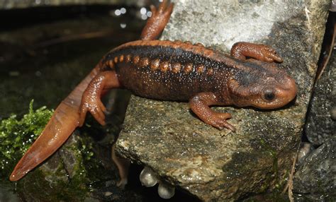 Emperor newt | Smithsonian's National Zoo