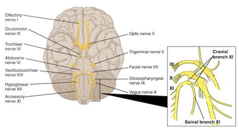 Spinal Accessory Nerve | Anatomy, Function & Tests | Study.com