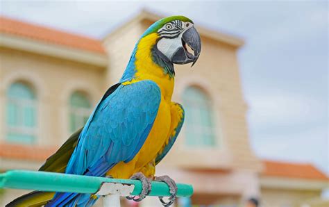 Blue Yellow and Green Macaw · Free Stock Photo