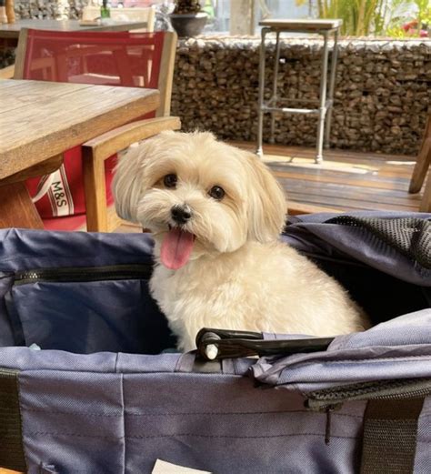 When Is A Morkie Full Grown? (Size & Age Fully Grown) | PupTraveller