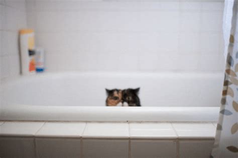 Cat Pudge GIF - Find & Share on GIPHY