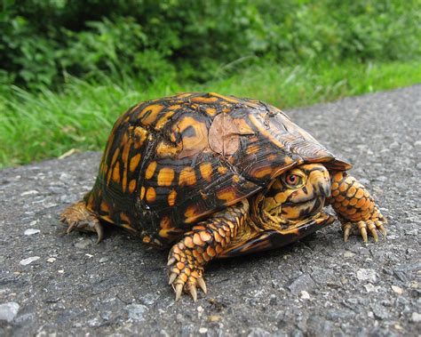 All about box turtles | Welcome Wildlife