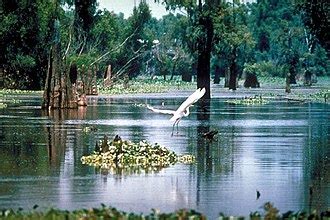 Atchafalaya Basin - Wikipedia