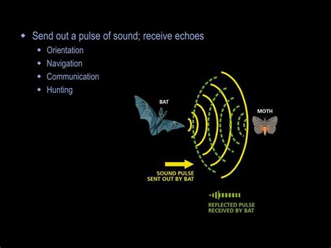 PPT - Evolution of echolocation PowerPoint Presentation, free download ...