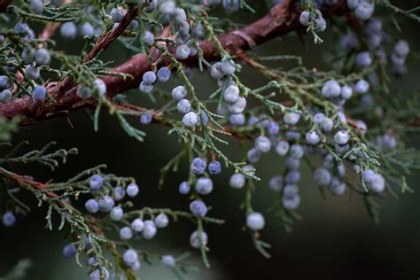 Health Benefits Of Juniper Berries - Klarity Health Library