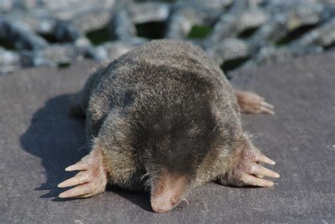 Moles Animal