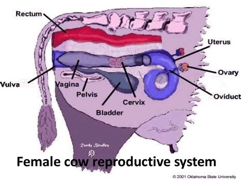 Animal reproduction