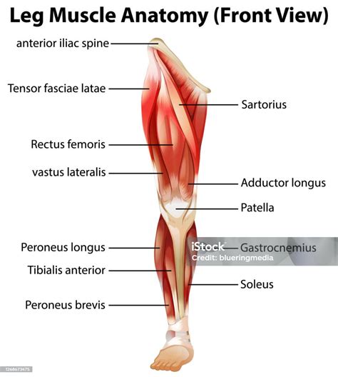 Anatomi Otot Kaki Ilustrasi Stok - Unduh Gambar Sekarang - Kaki ...