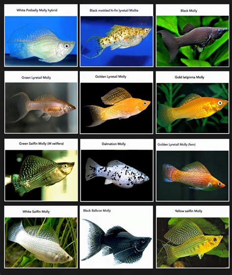 Molly Fish Information | Fish Aquarium World