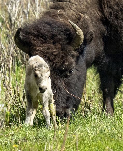 Reported Birth Of Rare White Buffalo Calf In Yellowstone Park Fulfills ...