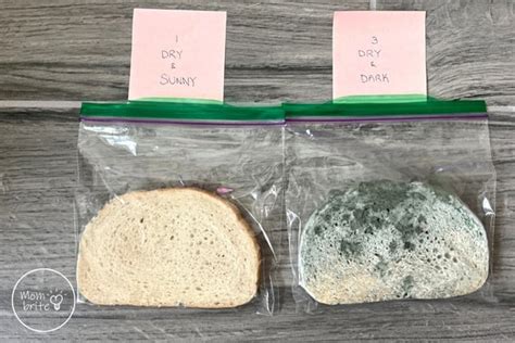 Moldy Bread Experiment - What Makes Mold Grow? | Mombrite