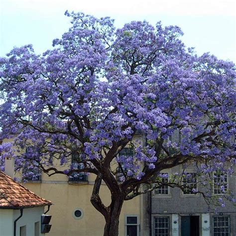 PAULOWNIA tomentosa - Paulownia – Australian Seed