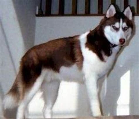 Colors of Siberian Huskies - PetHelpful