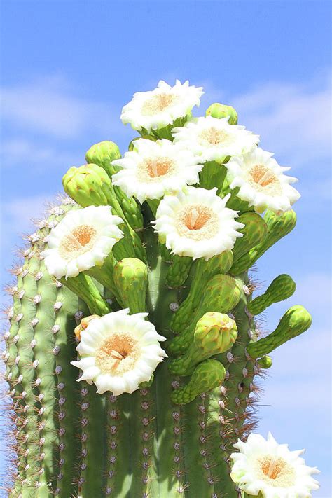 Arizona State Flowers The Saguaro Blossom Digital Art by Tom Janca - Pixels