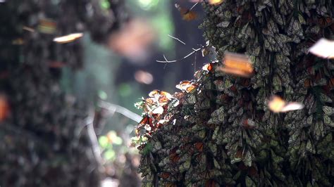 The monarch butterfly sanctuary in mexico 21743831 Stock Video at Vecteezy