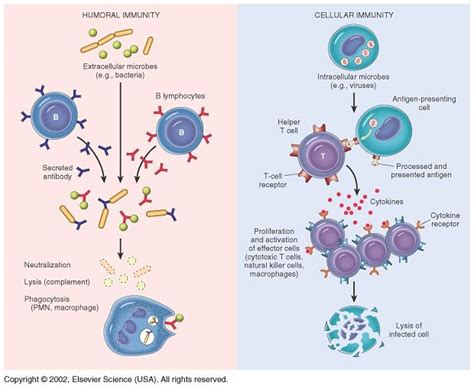 UNCG Bio 280 Microbiology: July 19 Level 3 Immunodefense continued ...