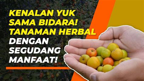 Kenali 6 Fakta dan Manfaat Daun Bidara untuk Kesehatan Tubuh - YouTube