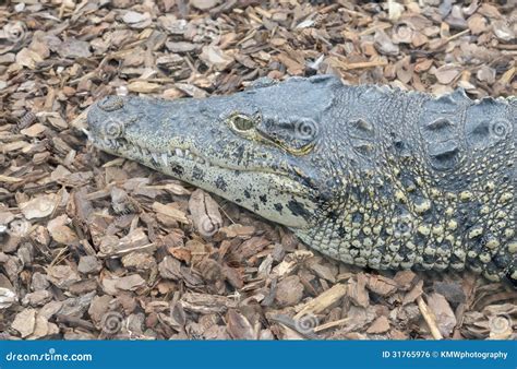 Cuban crocodile head stock photo. Image of predator, tropical - 31765976