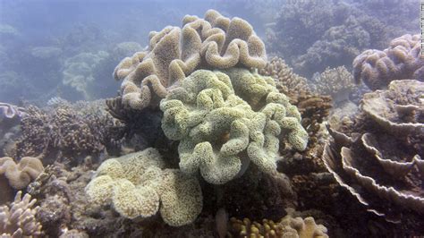 Australia's Great Barrier Reef suffers 'extreme' coral bleaching