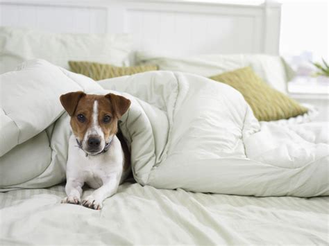 Should You Allow Your Dog to Sleep on Your Bed?