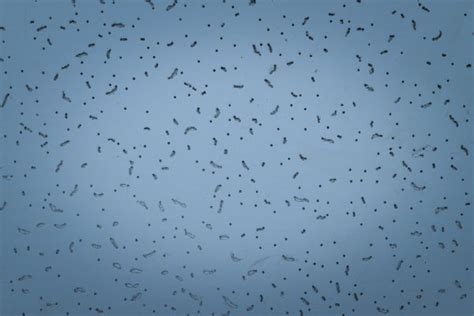 Ceiling plywood texture background Stock Photos, Royalty Free Ceiling ...