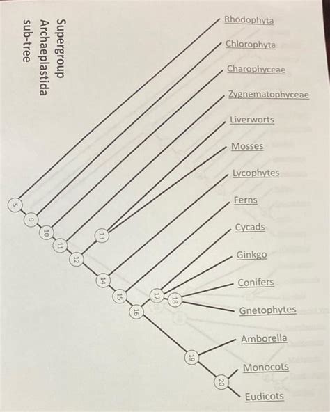 Solved 5. Identify the node in the Archaeplastida phylogeny | Chegg.com