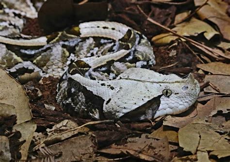 Camouflaged Venomous Gaboon Viper Stock Image - Image of bite, large ...