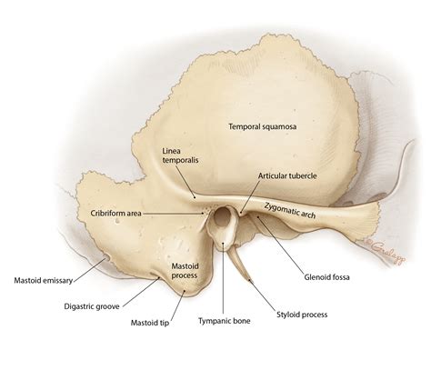 Overview of Temporal Bone – Oto Surgery Atlas