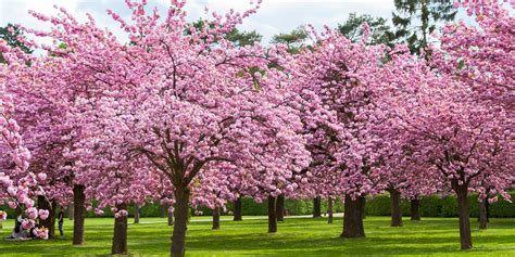 25 Cherry Blossoms Facts - Things You Didn't Know About Cherry Blossom ...