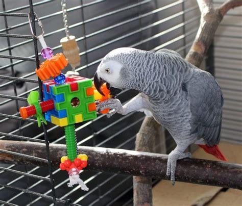 Best Cage For African Grey Parrots - Parrot Website