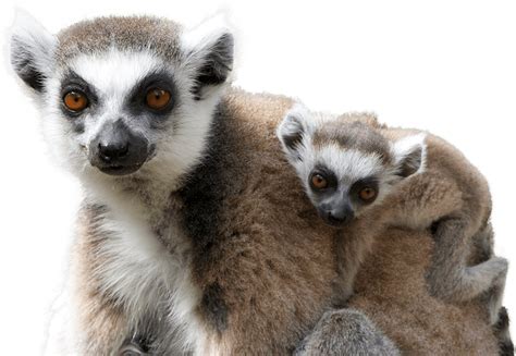 Ring-tail Lemur - National Zoo & Aquarium