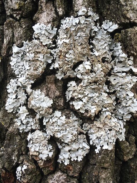 Tree Lichens: Treating Lichen On Tree Bark