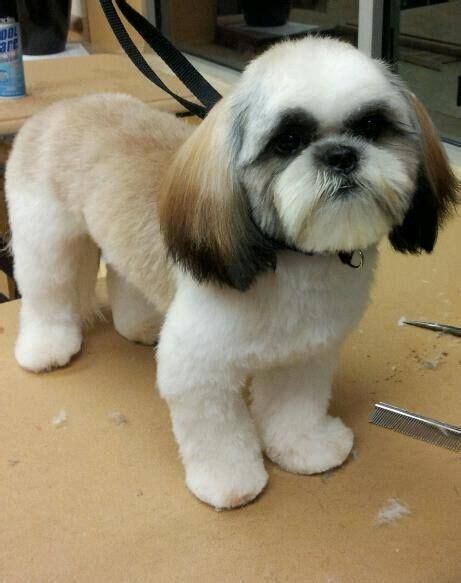 Teddy Shih Tzu Clip | Shih tzu haircuts, Shih tzu grooming, Shih tzu dog