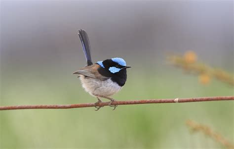 The magic of fairy-wrens – a quiz! – Connecting Country