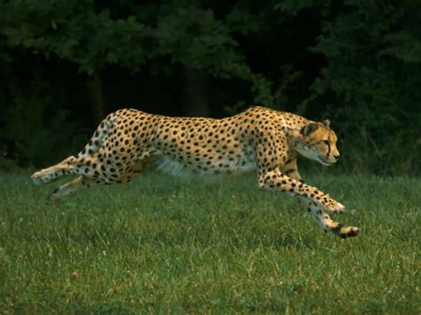 Check out a cheetah running in super slow-motion - CBS News