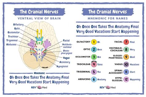 Cranial Nerves - Anatomy Mnemonic By @rev.med #Cranial ... Cranial ...