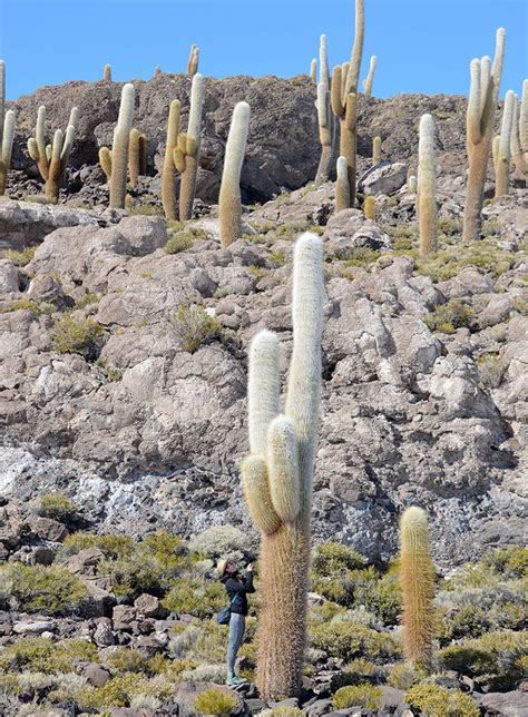 Cactus island at Salar de Uyuni salt flats, Bolivia | Sunrise sunset ...