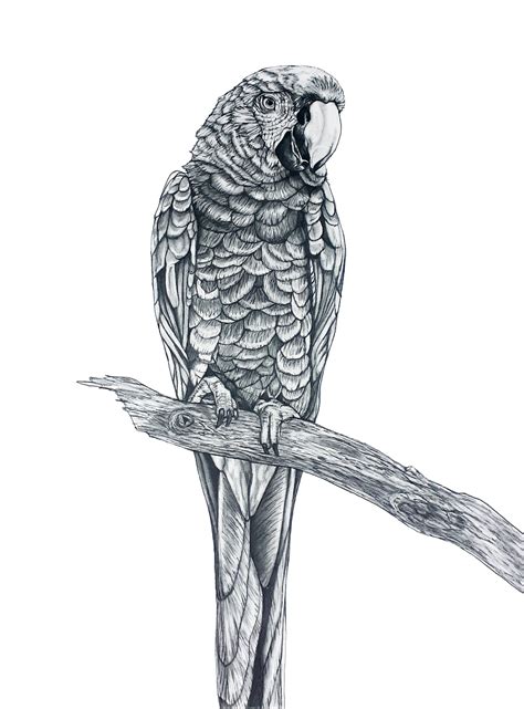 Parrot Pencil Drawing