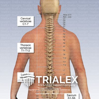 Anatomy of the Posterior Vertebral Column - TrialExhibits Inc.