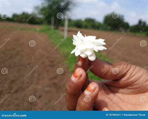 Beautiful mogara flower stock illustration. Illustration of person ...