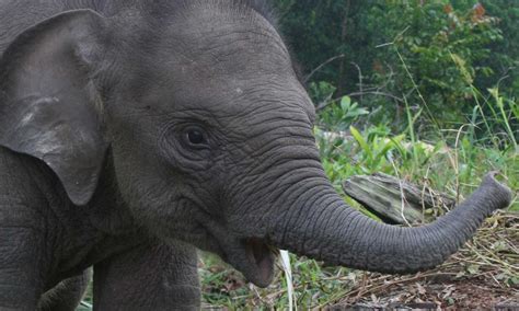 Sumatran Elephant | Photos | WWF