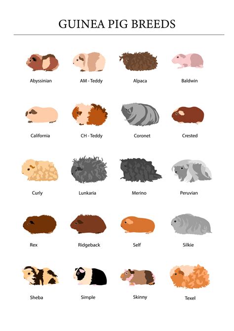 Guinea pig breeds poster in color. Pet rodents collection. Isolated ...