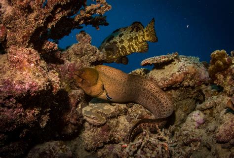 moray-eel - Great Barrier Reef Liveaboards