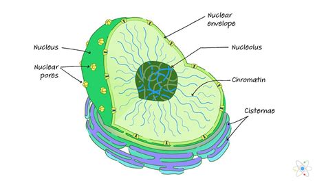 Nucleus Diagram