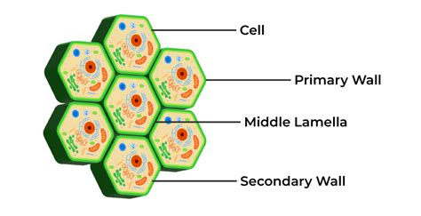 Cell Wall Structure And Function