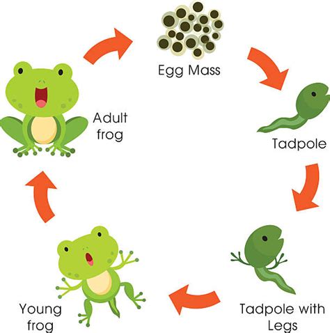 Best Tadpole Illustrations, Royalty-Free Vector Graphics & Clip Art ...