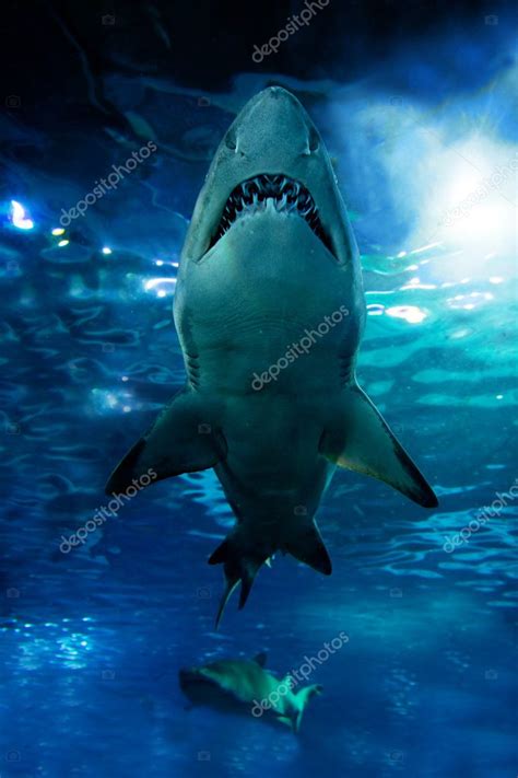 Shark silhouette underwater — Stock Photo © Photocreo #7147991