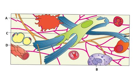 A diagram of areolar connective tissue is given below. Identify the ...