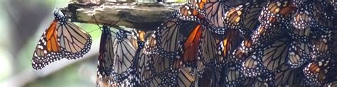 Monarch Butterfly Sanctuary - Natural Attraction - Reviews - ellgeeBE